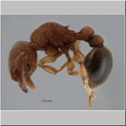 Tetramorium parvispinum Forel, 1911 lateral