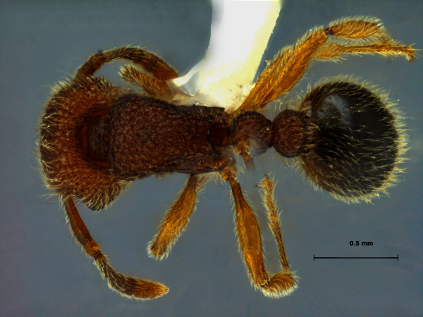 Tetramorium polymorphum Yamane & Jaitrong, 2014 dorsal