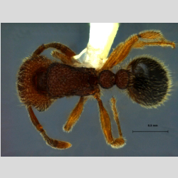 Tetramorium polymorphum Yamane & Jaitrong, 2014 dorsal