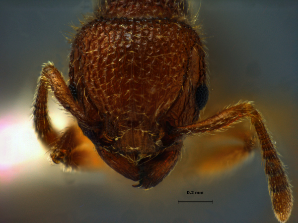 Tetramorium polymorphum Yamane & Jaitrong, 2014 frontal