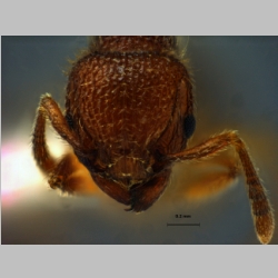 Tetramorium polymorphum Yamane & Jaitrong, 2014 frontal