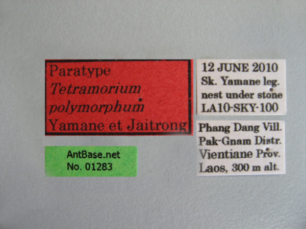 Foto Tetramorium polymorphum Yamane & Jaitrong, 2014 Label