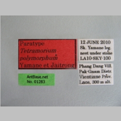 Tetramorium polymorphum Yamane & Jaitrong, 2014 Label
