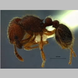 Tetramorium polymorphum Yamane & Jaitrong, 2014 lateral