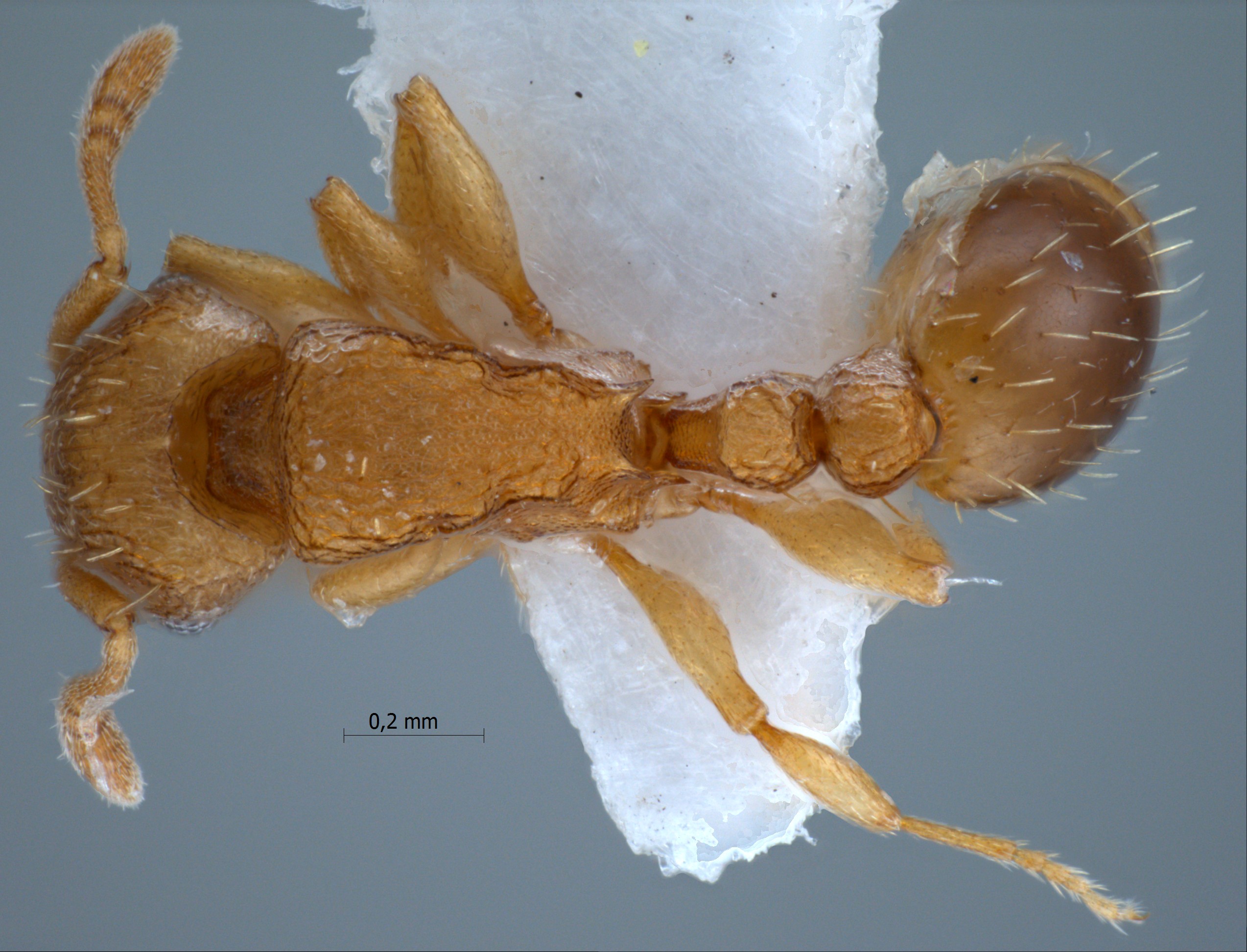 Foto Tetramorium simillimum Smith, 1851 dorsal