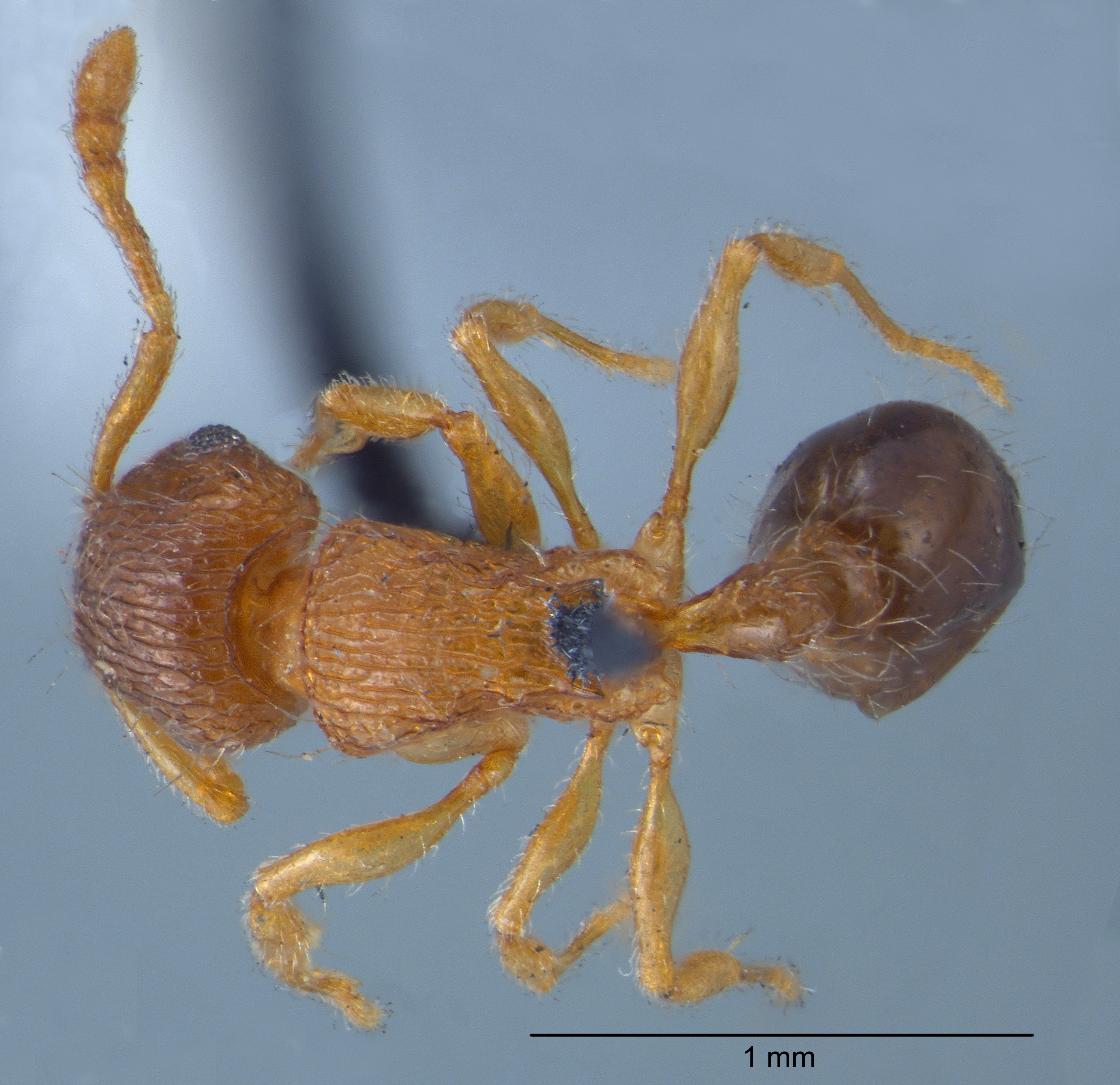 Foto Tetramorium smithi Mayr, 1879 dorsal