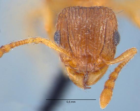 Tetramorium smithi Mayr, 1879 frontal