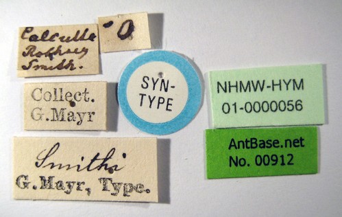 Tetramorium smithi Mayr, 1879 Label