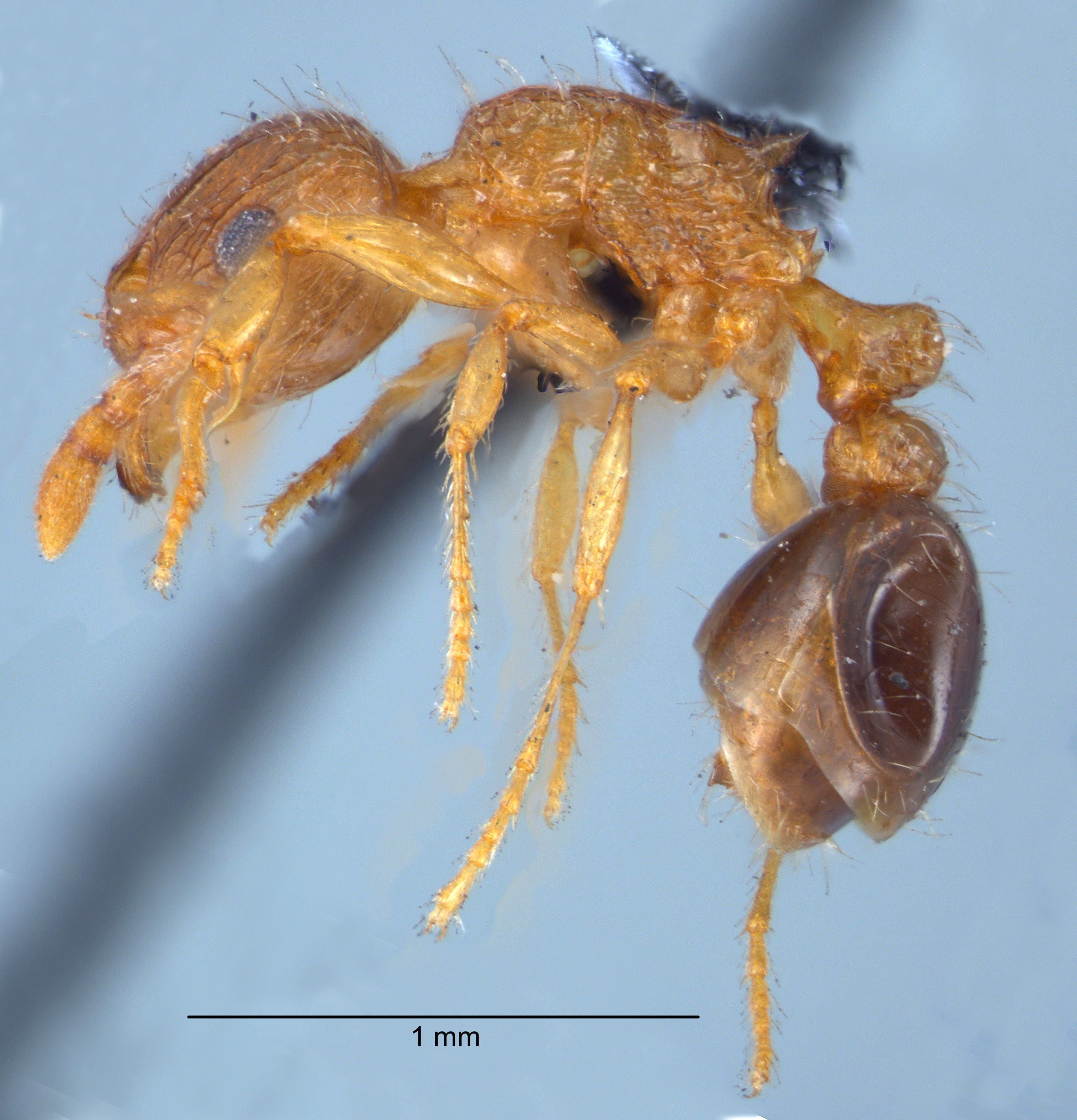 Foto Tetramorium smithi Mayr, 1879 lateral