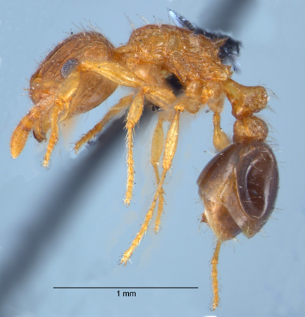 Tetramorium smithi Mayr, 1879 lateral