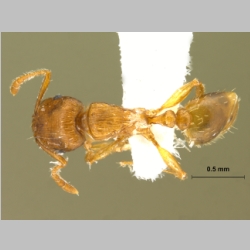 Tetramorium sp dorsal