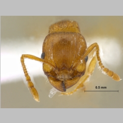 Tetramorium sp frontal