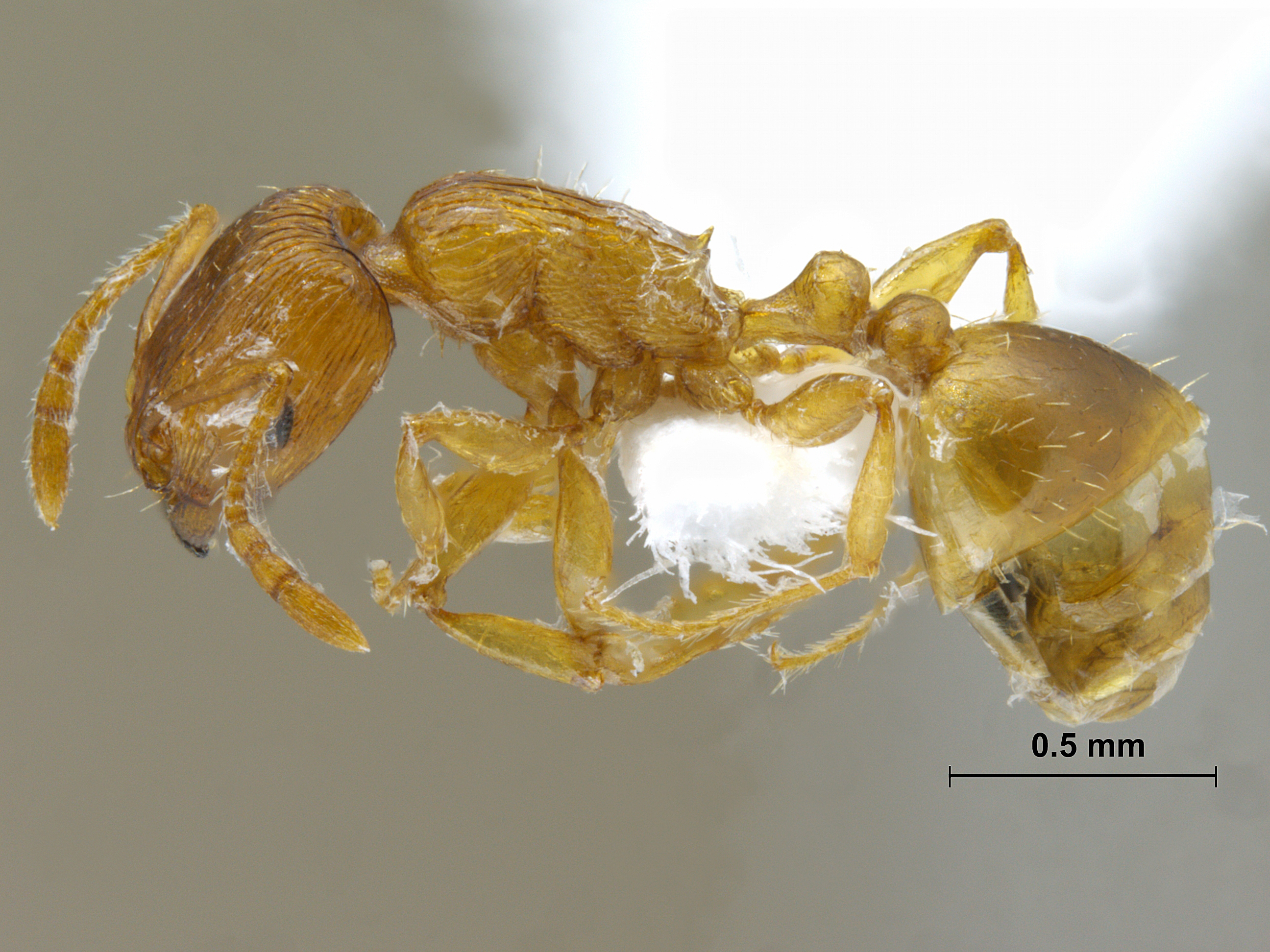 Foto Tetramorium sp lateral