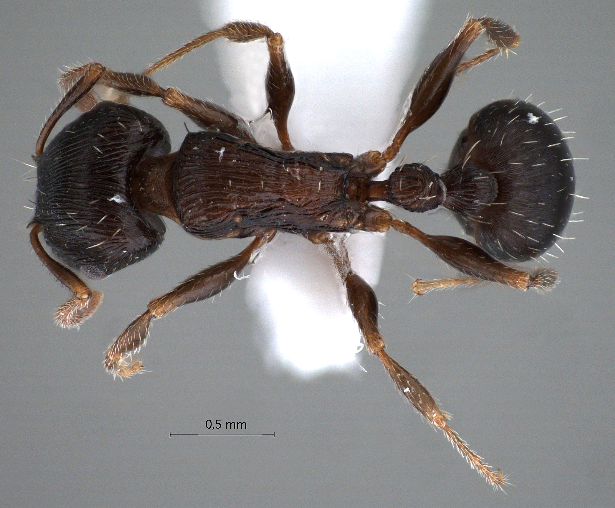 Foto Tetramorium striativentre Mayr, 1877 dorsal