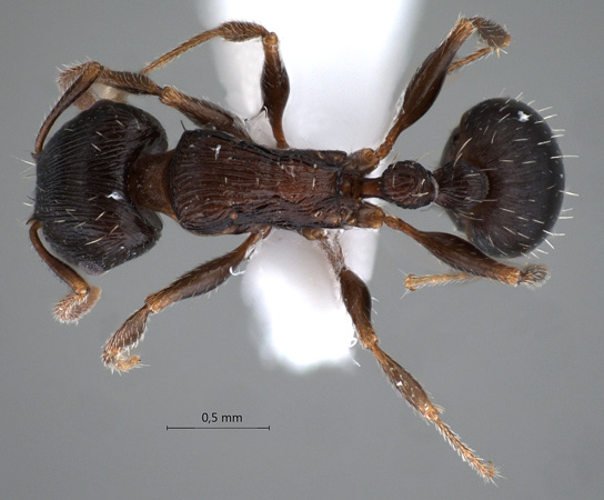 Tetramorium striativentre Mayr, 1877 dorsal