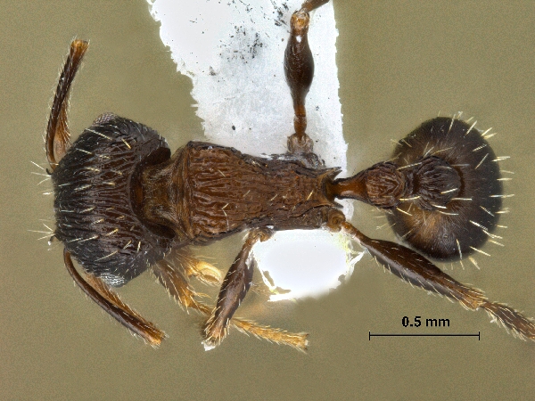 Tetramorium striativentre Mayr, 1877 dorsal