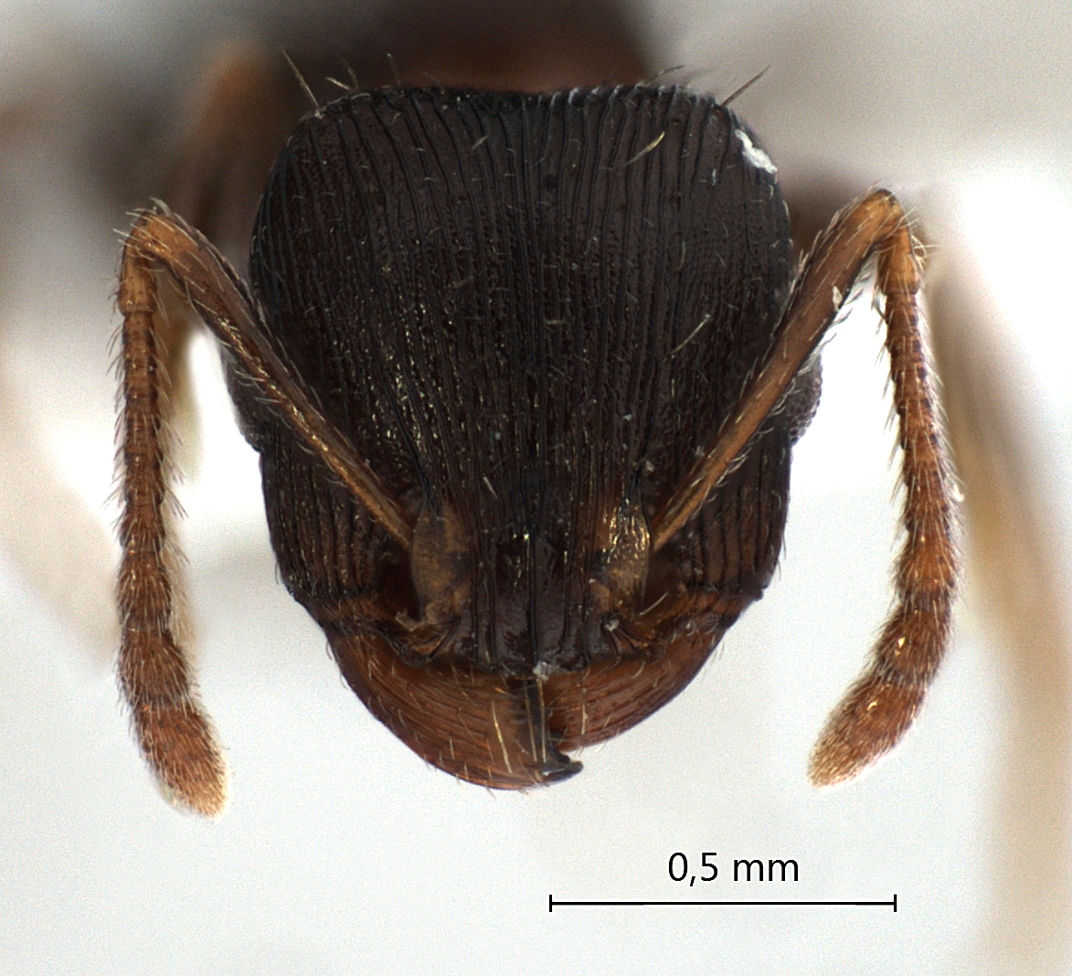 Foto Tetramorium striativentre Mayr, 1877 frontal