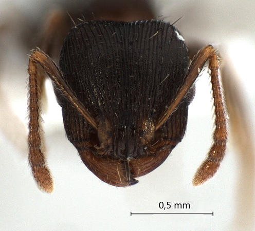 Tetramorium striativentre Mayr, 1877 frontal