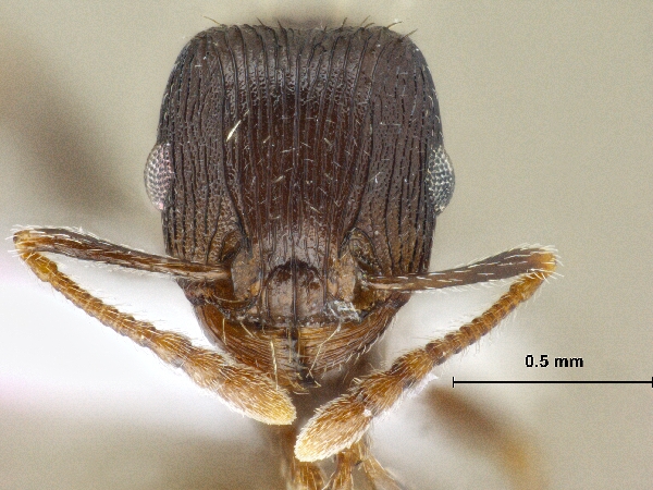 Tetramorium striativentre Mayr, 1877 frontal