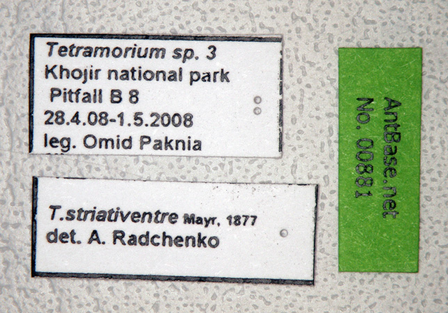 Foto Tetramorium striativentre Mayr, 1877 Label