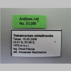 Tetramorium striativentre Mayr, 1877 Label