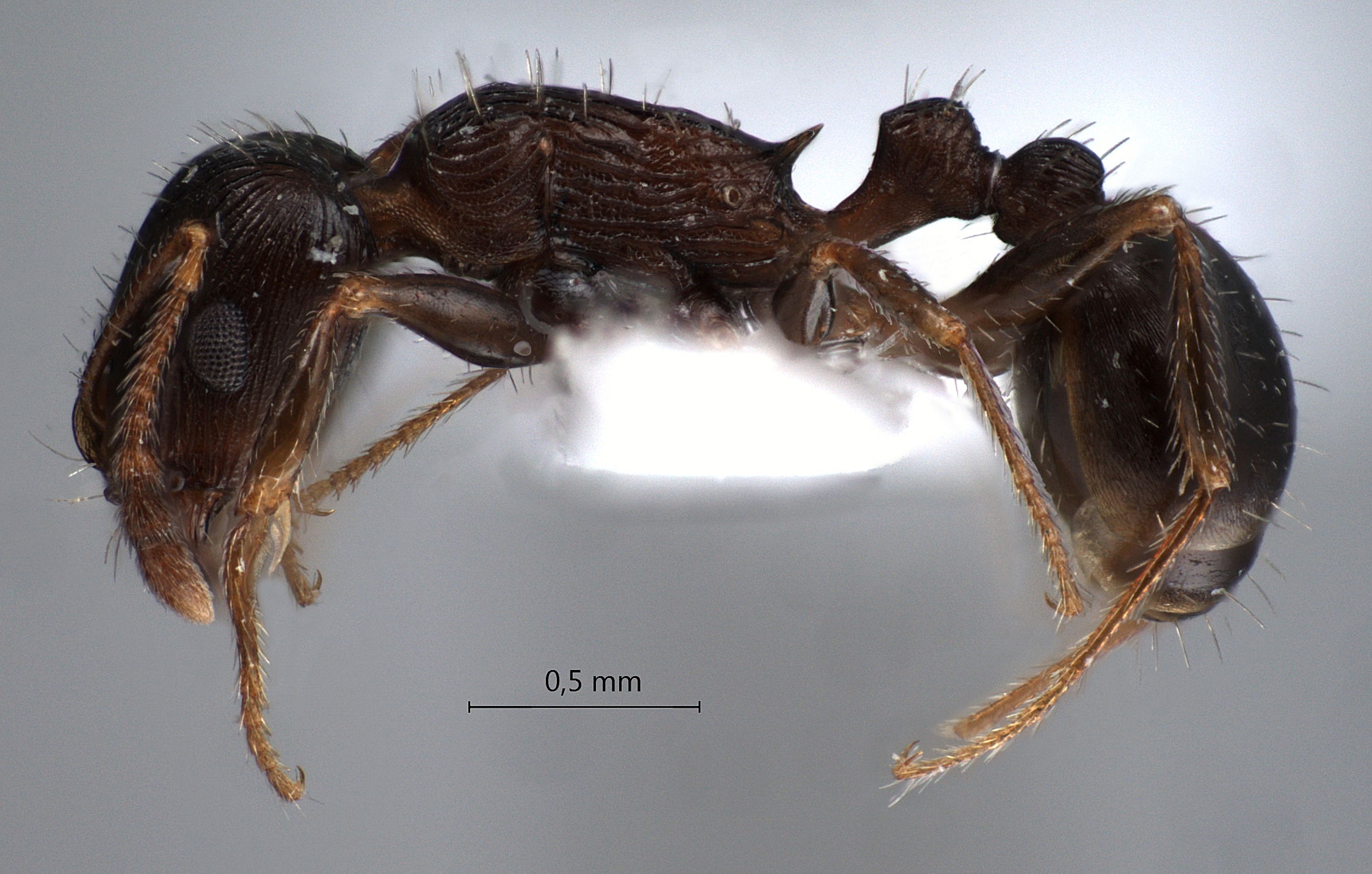 Foto Tetramorium striativentre Mayr, 1877 lateral