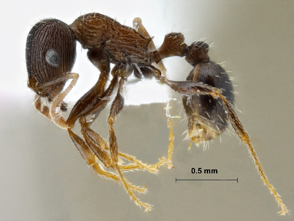 Tetramorium striativentre Mayr, 1877 lateral