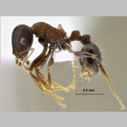 Tetramorium striativentre Mayr, 1877 lateral