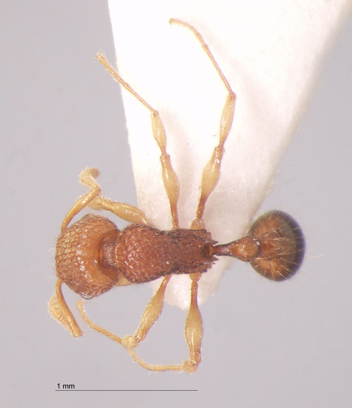 Foto Tetramorium tonganum Mayr, 1870 dorsal