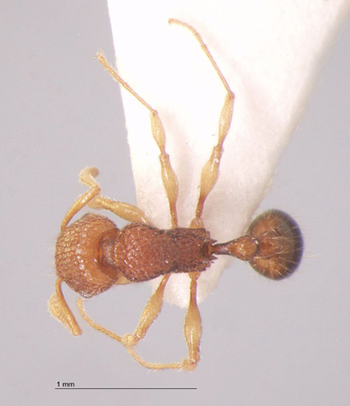 Tetramorium tonganum Mayr, 1870 dorsal