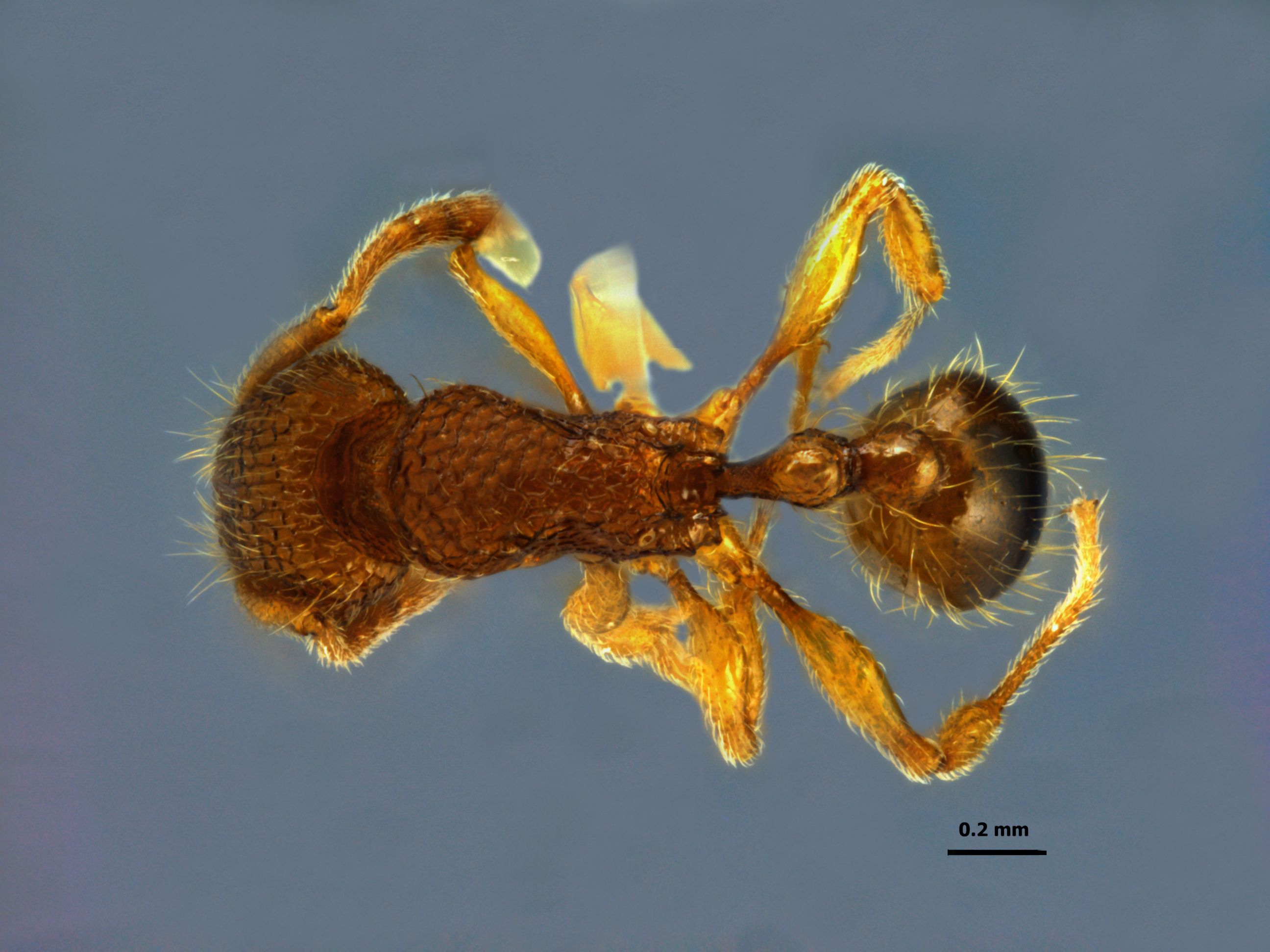 Foto Tetramorium tonganum Mayr, 1870 dorsal