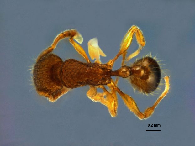 Tetramorium tonganum Mayr, 1870 dorsal