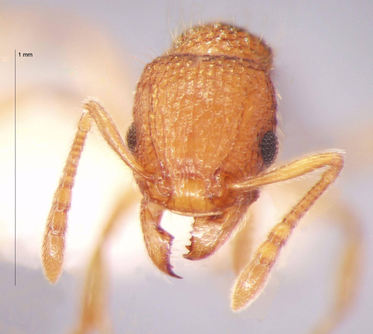 Foto Tetramorium tonganum Mayr, 1870 frontal