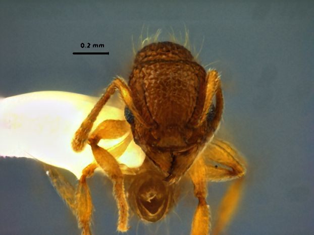 Tetramorium tonganum Mayr, 1870 frontal