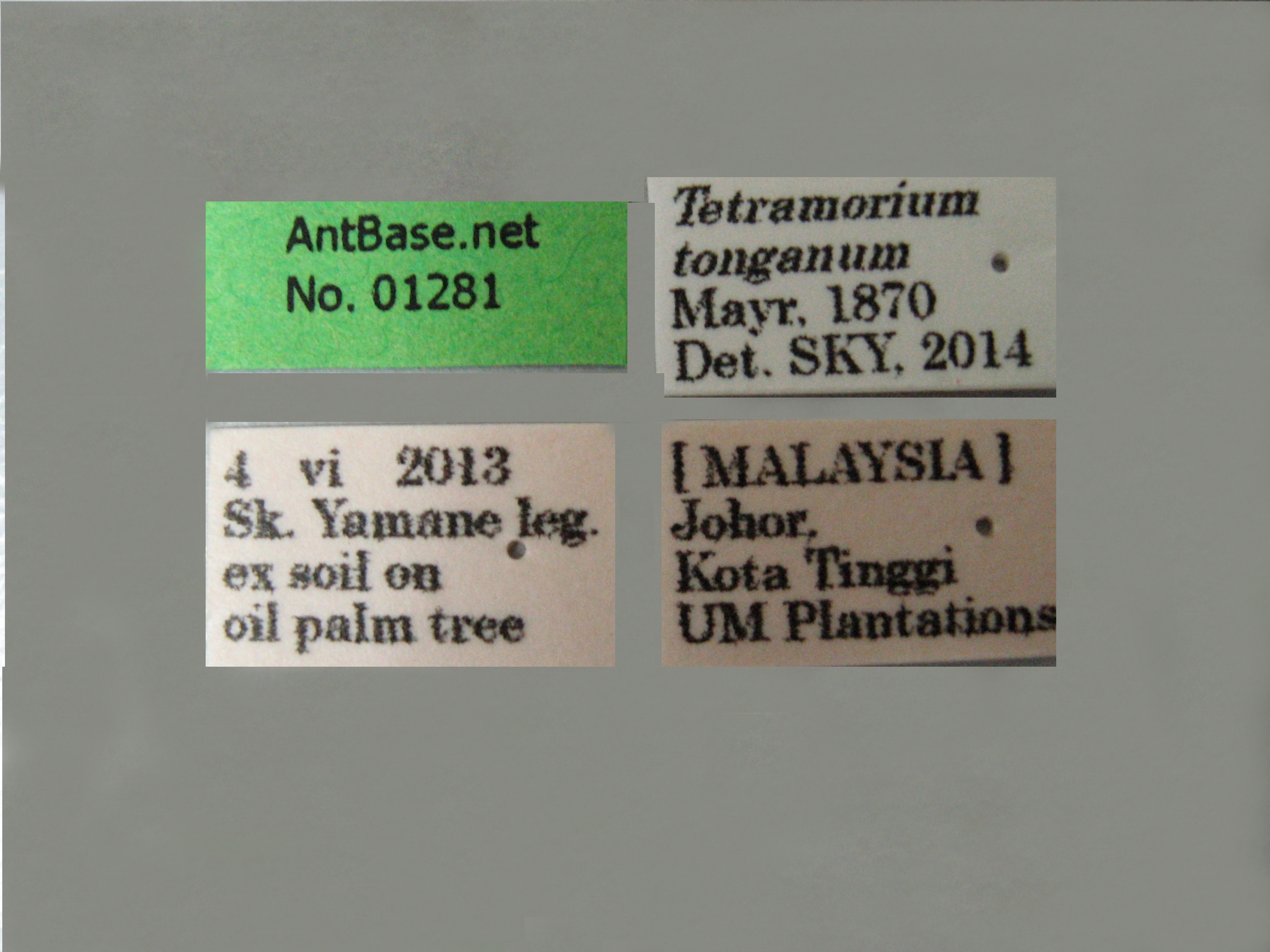 Foto Tetramorium tonganum Mayr, 1870 Label