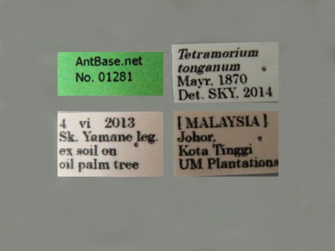 Tetramorium tonganum Mayr, 1870 Label