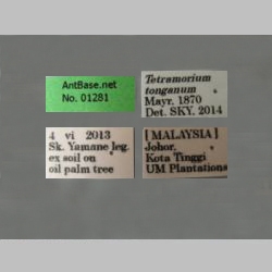 Tetramorium tonganum Mayr, 1870 Label