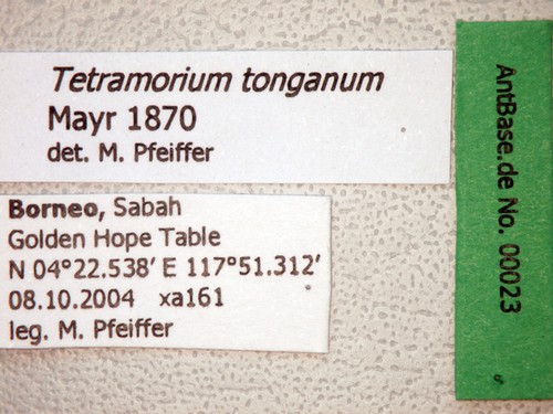 Tetramorium tonganum Mayr, 1870 Label