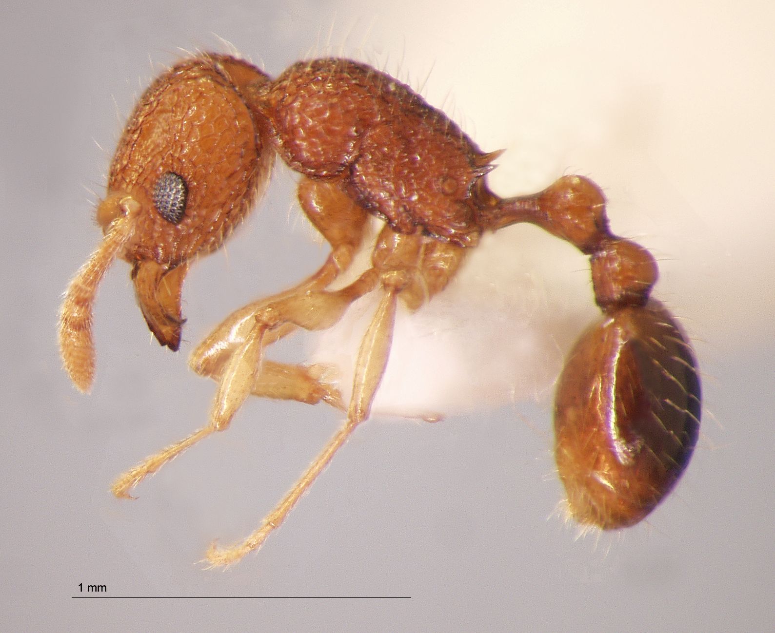 Foto Tetramorium tonganum Mayr, 1870 lateral