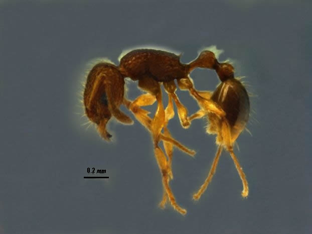 Tetramorium tonganum Mayr, 1870 lateral