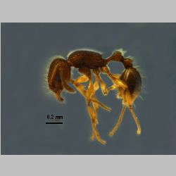 Tetramorium tonganum Mayr, 1870 lateral