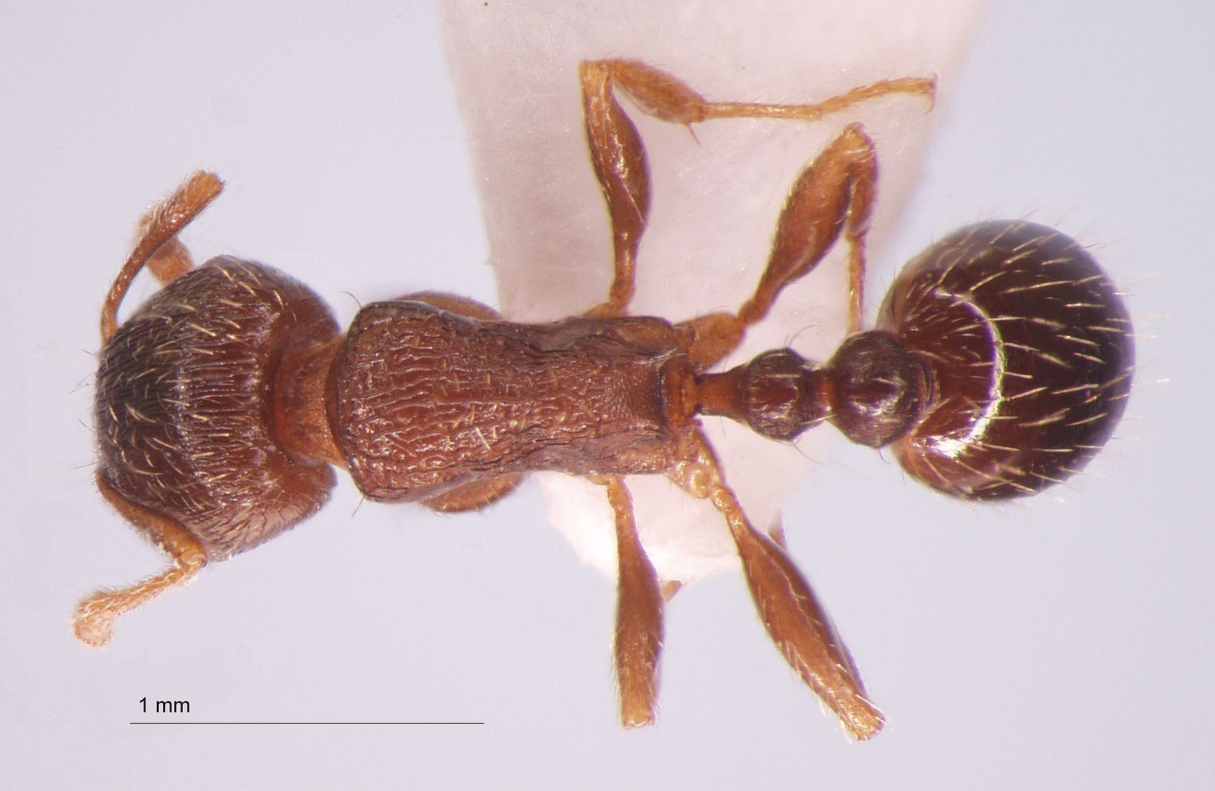 Foto Tetramorium tsushimae Emery, 1925 dorsal