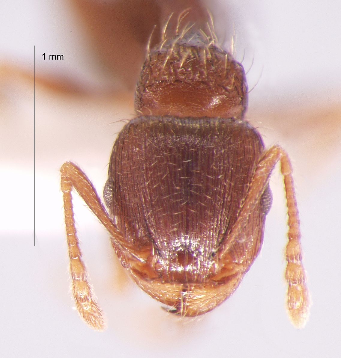 Foto Tetramorium tsushimae Emery, 1925 frontal