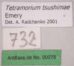 Tetramorium tsushimae Emery, 1925 Label