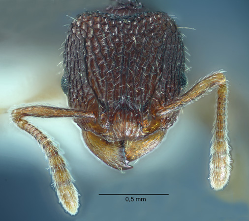 Tetramorium zypidum Bolton, 1977 frontal