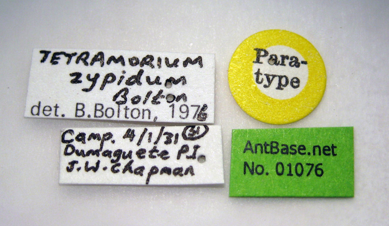 Foto Tetramorium zypidum Bolton, 1977 Label