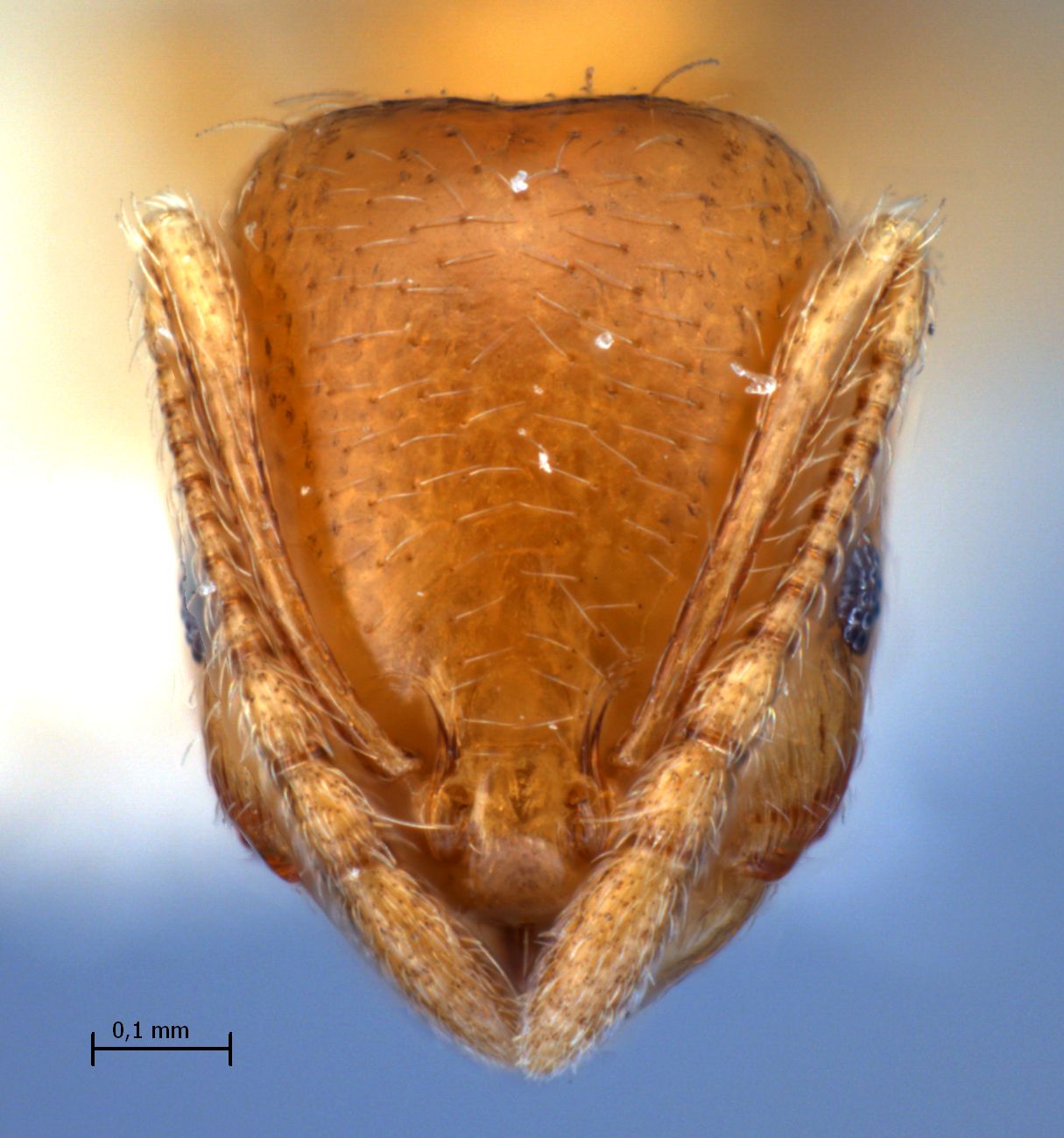 Foto Trichomyrmex destructor (Jerdon, 1851) frontal