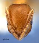 Trichomyrmex destructor (Jerdon, 1851) frontal