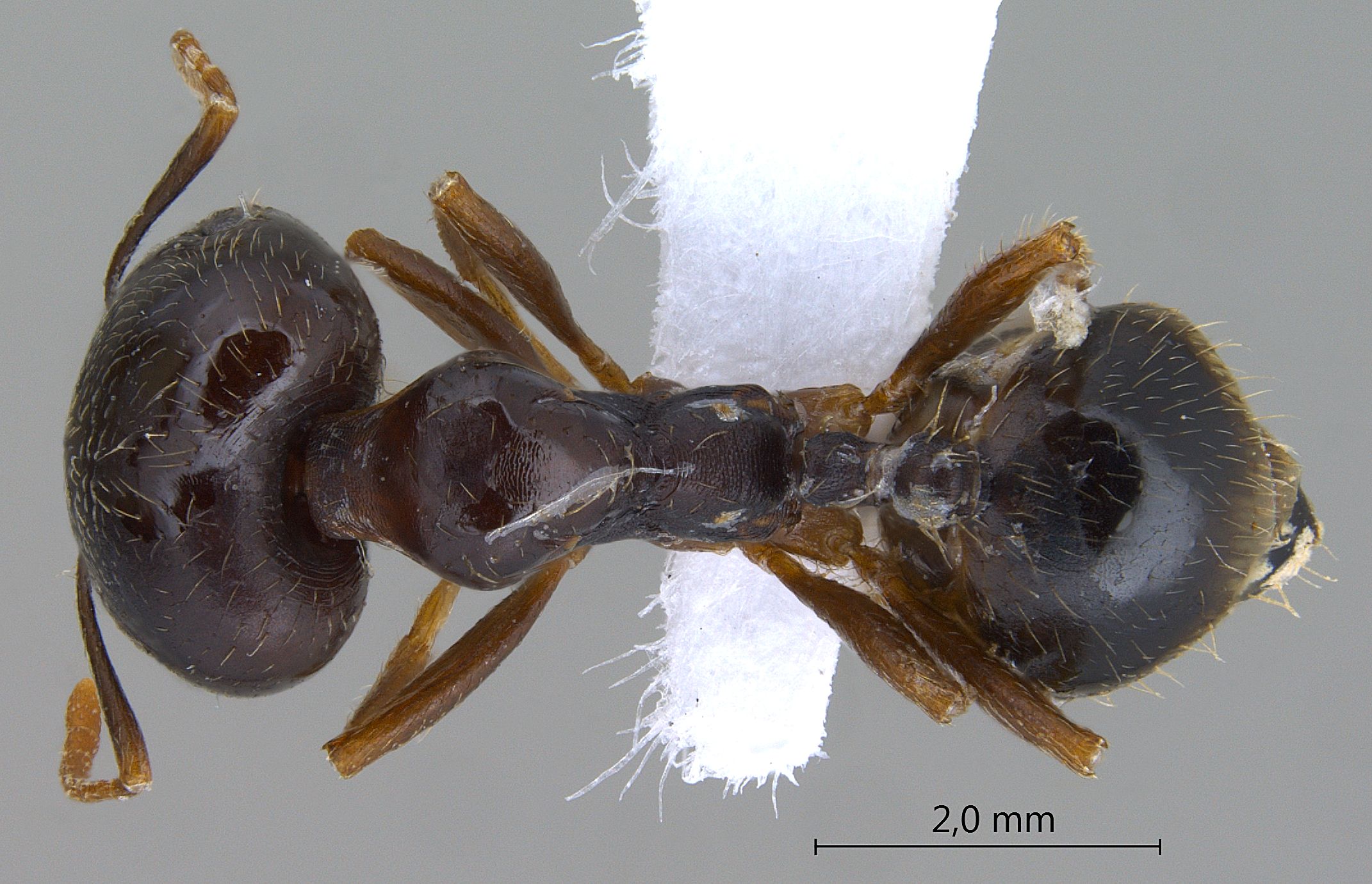 Foto Trichomyrmex perplexus Radchenko, 1997 dorsal