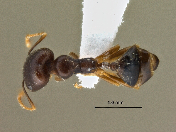 Trichomyrmex perplexus Radchenko, 1997 dorsal